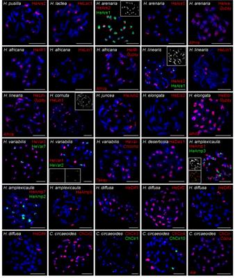 Corrigendum: Evolution of tandem repeats is mirroring post-polyploid cladogenesis in Heliophila (Brassicaceae)